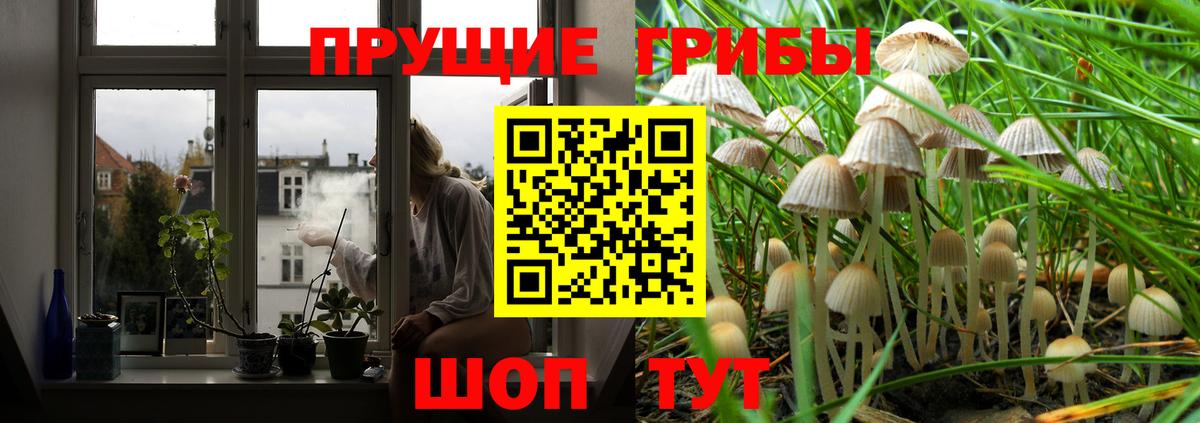 закладка  Галлюциногенные грибы Psilocybine cubensis  Вход с VPN  Горно-Алтайск 